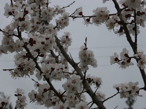 GELENEK, GÖRENEK, İNANÇLAR